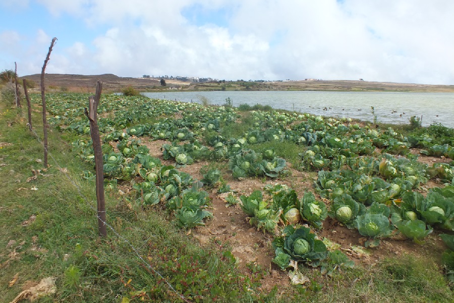 Cultivated village fields near Adi Nfas.